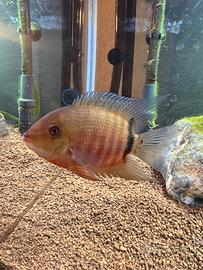 Coppia Red Spotted Gold Severum+ Heros Efasciatus