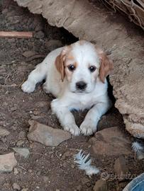 Cuccioli di setter inglese 