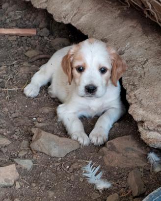 Cuccioli di setter inglese 