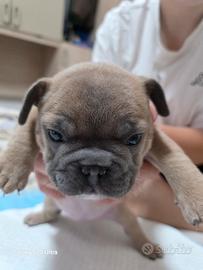 Bulldog francese