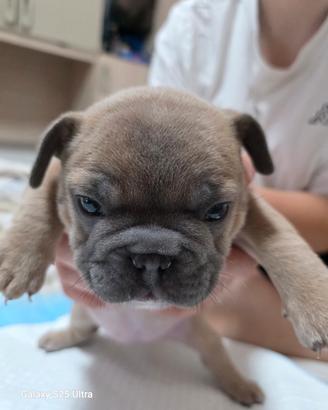 Bulldog francese