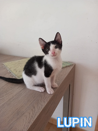 Lupin, gattino docile e particolarmente affettuoso