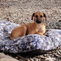 Cuccioli futura taglia media