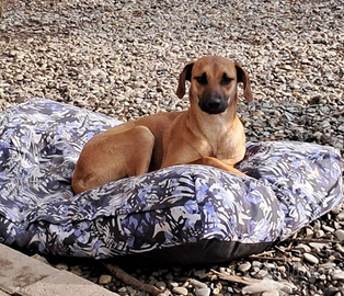 Cuccioli futura taglia media