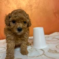 Barboncino mini toy red