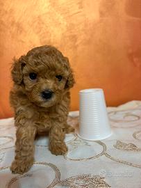 Barboncino mini toy red