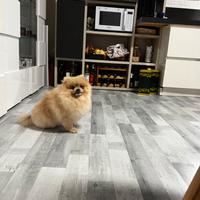 Volpino Pomerania toy