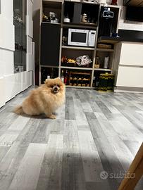 Volpino Pomerania toy