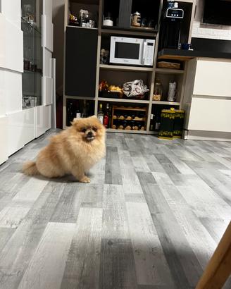 Volpino Pomerania toy