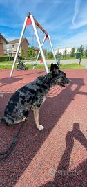 Australian Shepherd