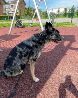 Australian Shepherd