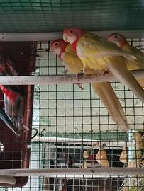 Roselle comuni