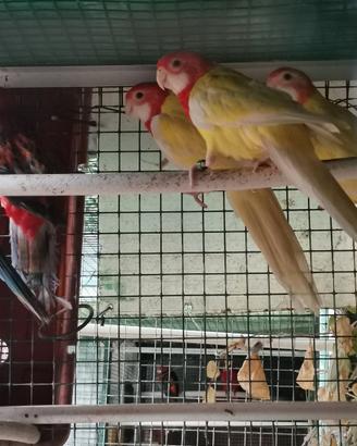 Roselle comuni