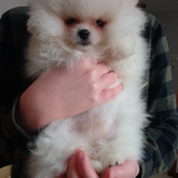 Mini volpini di Pomerania