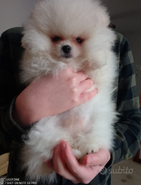 Mini volpini di Pomerania