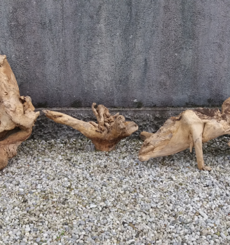 Radici per presepe o arredamento