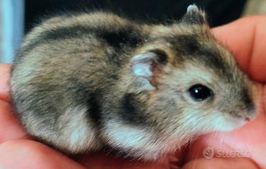 Criceti Siberiani/Russi