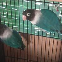 Coppia di inseparabili