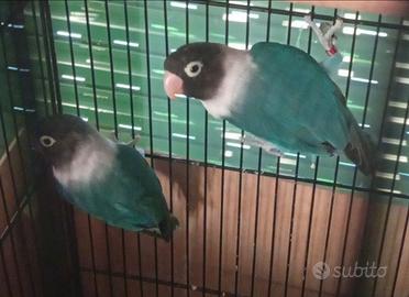 Coppia di inseparabili