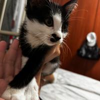 Razzza:American Wirehair