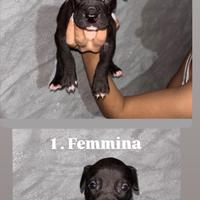 Splendidi cuccioli di Pitbull ukc