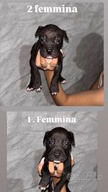 Splendidi cuccioli di Pitbull ukc