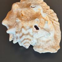 conchiglia gigante Strombus Gigas