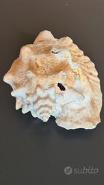 conchiglia gigante Strombus Gigas