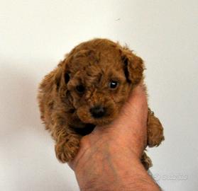 Cuccioli di Barboncino Toy (VERO TOY)