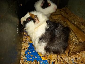 Cavia peruviane