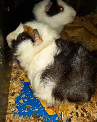 Cavia peruviane