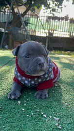 American bully POCKET cuccioli