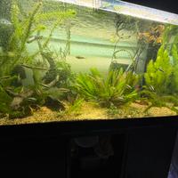 Acquario 250 litri con mobile