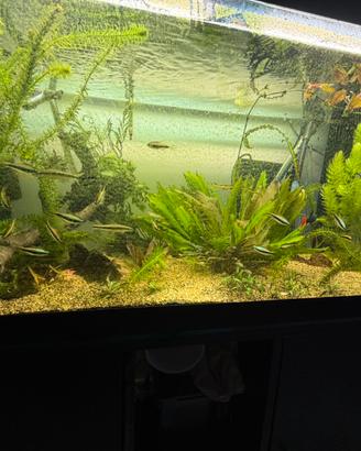 Acquario 250 litri con mobile