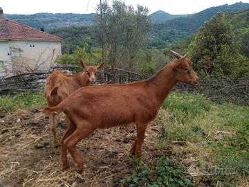Capretto Murciano da latte