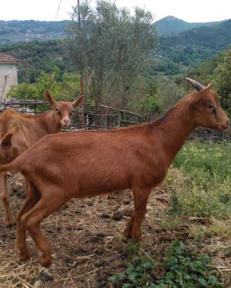 Capretto Murciano da latte