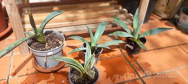Piante succulente agavi e gasteria