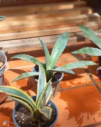 Piante succulente agavi e gasteria