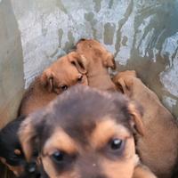 Cuccioli metà Rottweiler