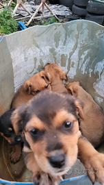 Cuccioli metà Rottweiler