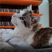 Femmina 5 anni sterilizzata vaccinata