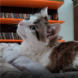 Femmina 5 anni sterilizzata vaccinata