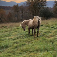 Puledro quarab palomino