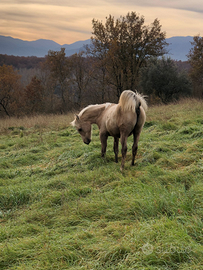 Puledro quarab palomino