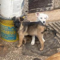 3 cucciole di cane femmine meticce