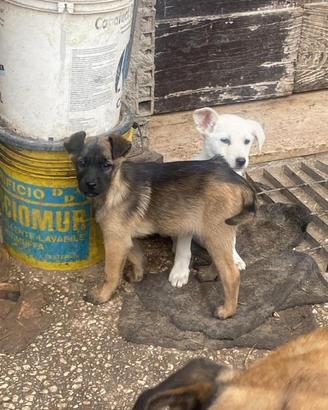 3 cucciole di cane femmine meticce