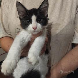 Gattina pelo lungo