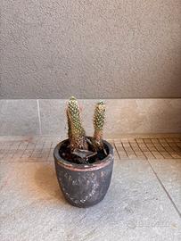Cactus ornamentale con vaso in terracotta