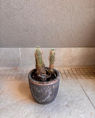 Cactus ornamentale con vaso in terracotta