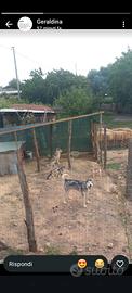 Husky